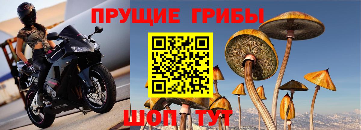 Воркута  Галлюциногенные грибы прущие грибы  Вход с VPN 